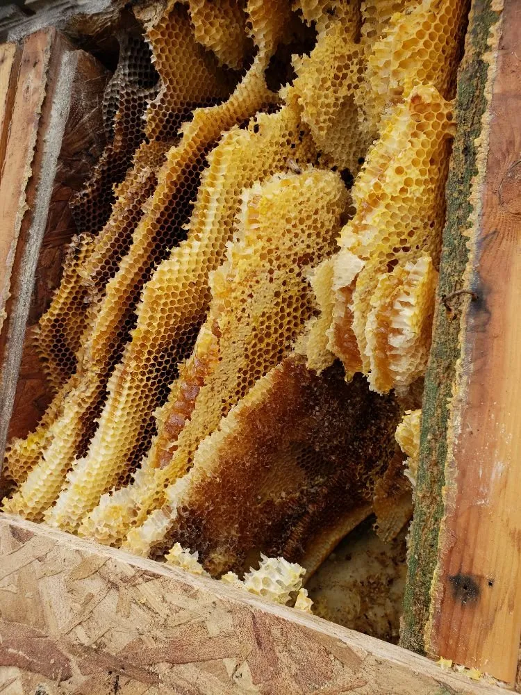 Slide of Sherlock Home Remedies