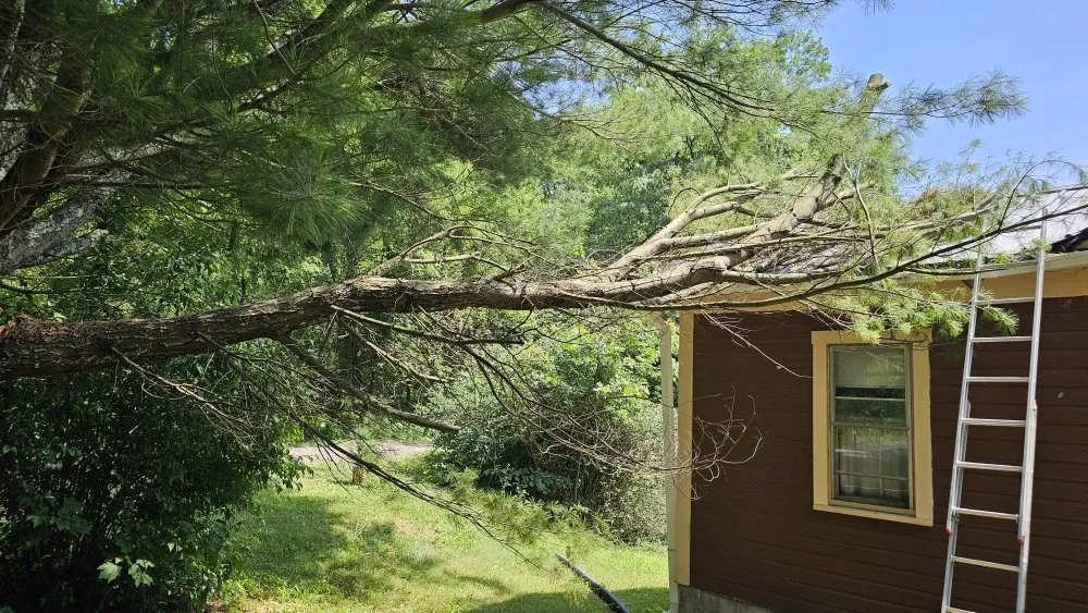 Local roof replacement experts serving Tunnelton, WV - Skyward Tree Service & Maintenance