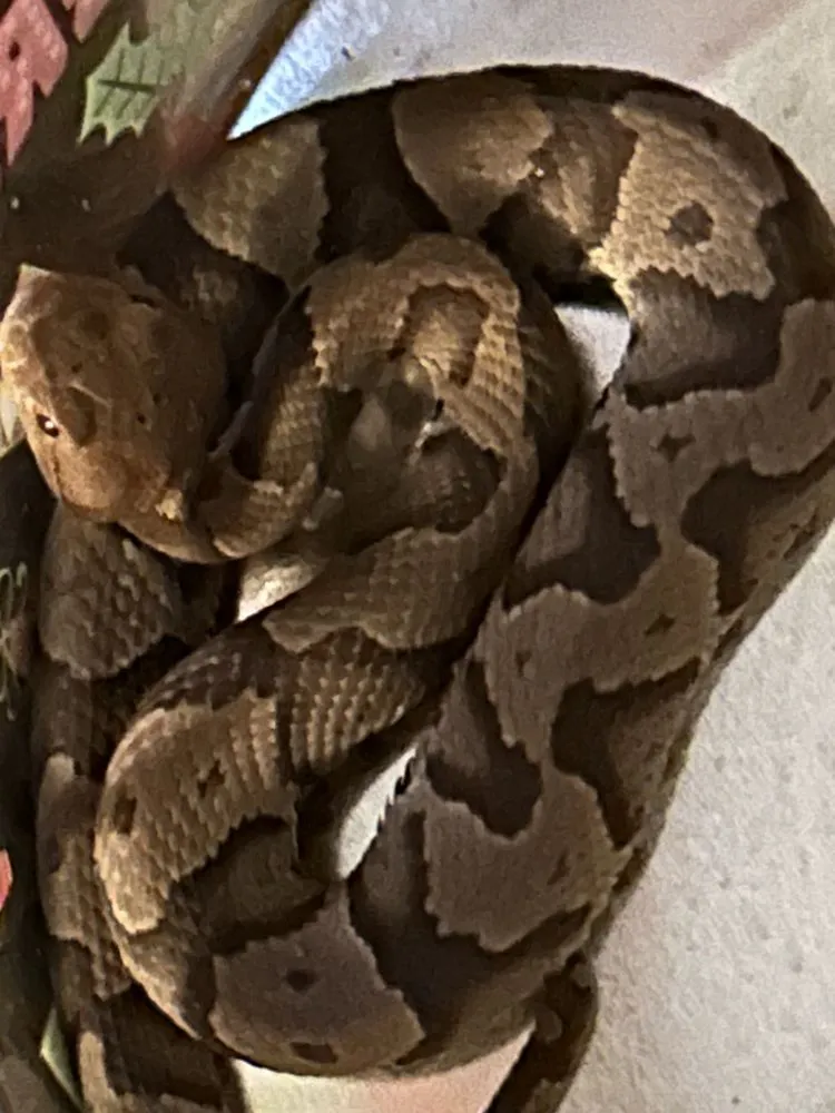 Slide of SledgeBuilt Innovations