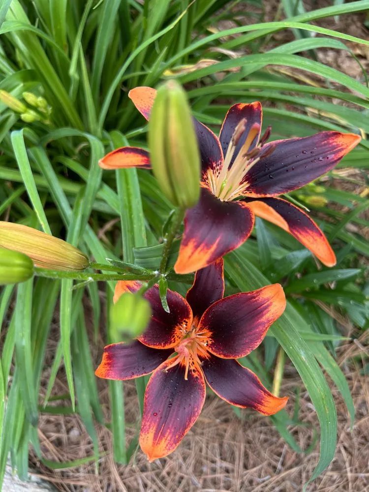 Slide of SledgeBuilt Innovations