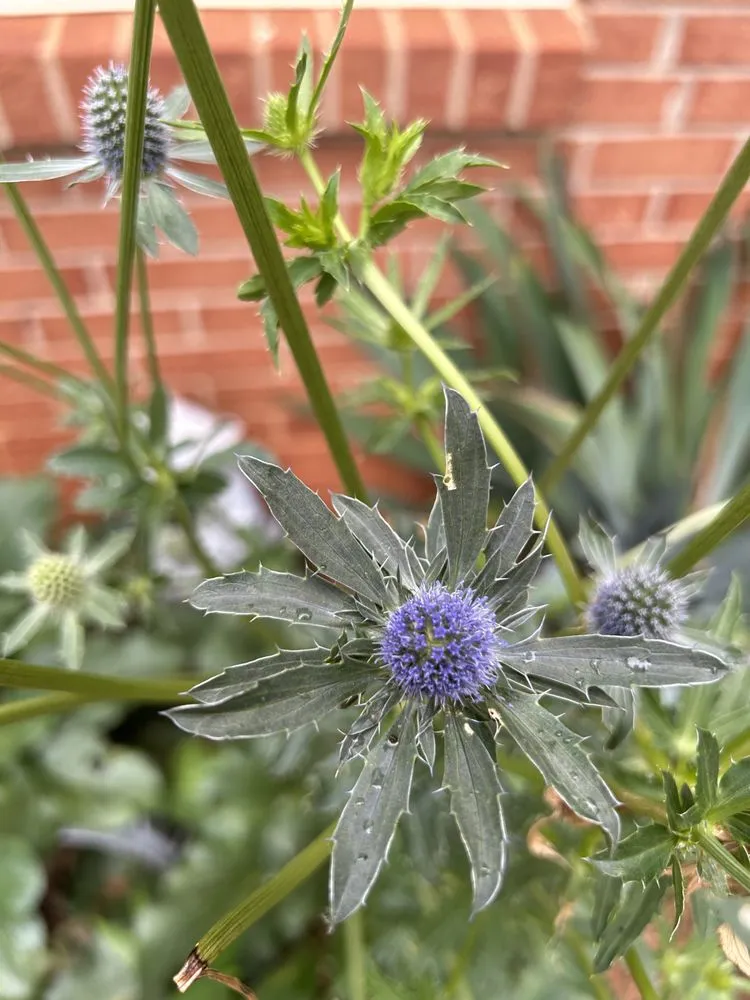 Slide of SledgeBuilt Innovations