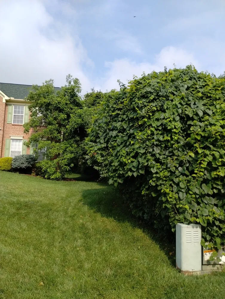 Slide of Smith and Sons Tree Maintenance