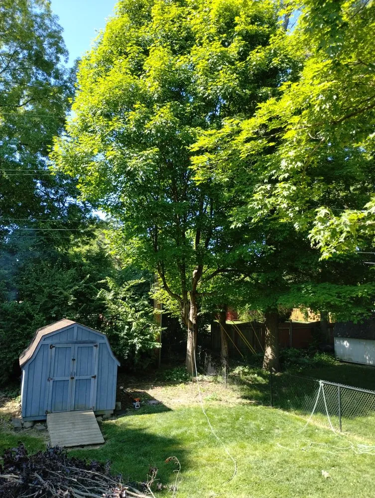 Slide of Smith and Sons Tree Maintenance