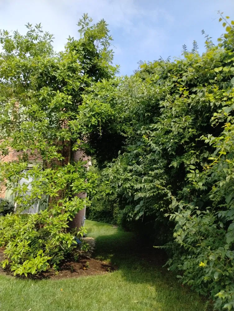 Slide of Smith and Sons Tree Maintenance