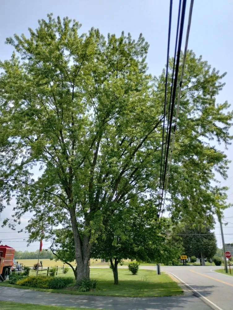 Slide of Smith and Sons Tree Maintenance