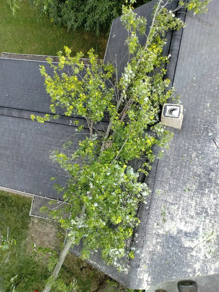 Slide of Smith and Sons Tree Maintenance