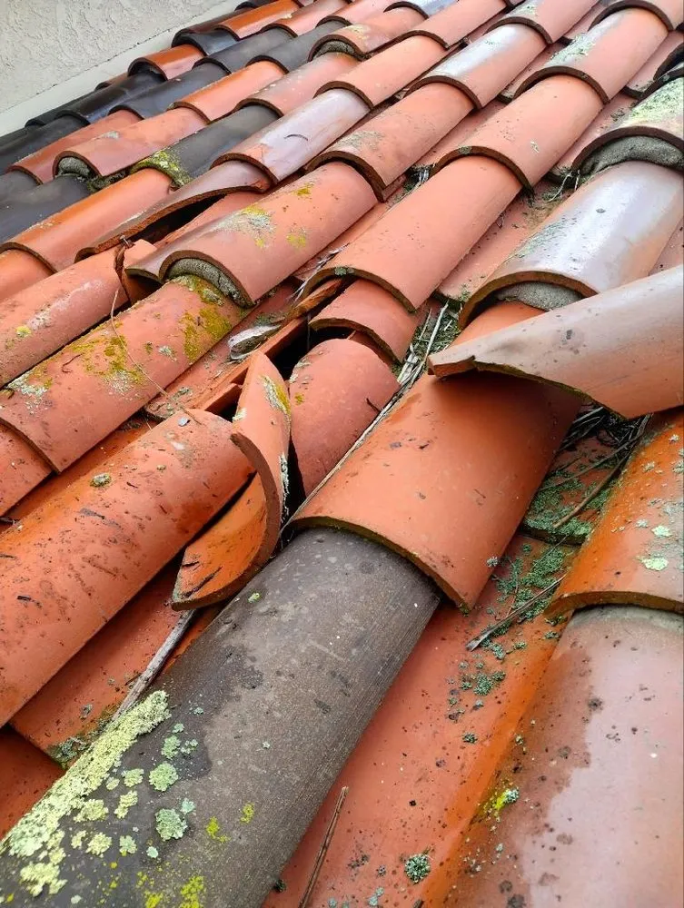 Slide of Solo Termite & Construction