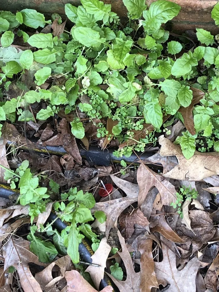 Slide of Southern Touch Painting