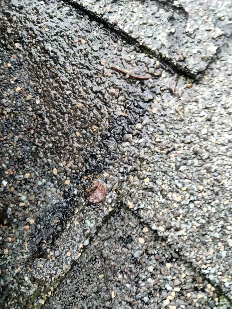 Slide of Spring Season Roofing