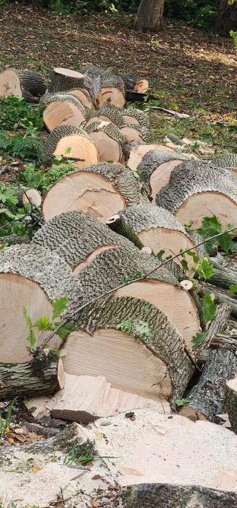 Slide of Spyder Restoration