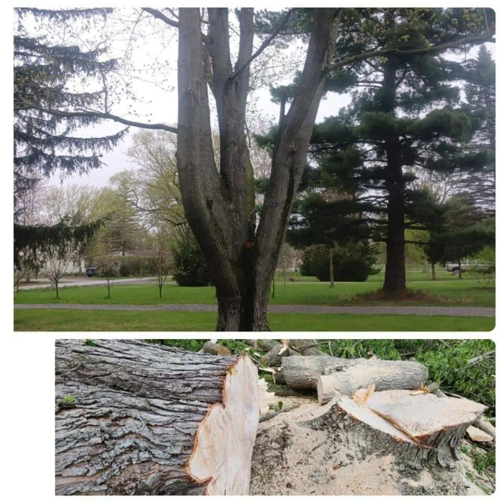 Slide of Spyder Restoration