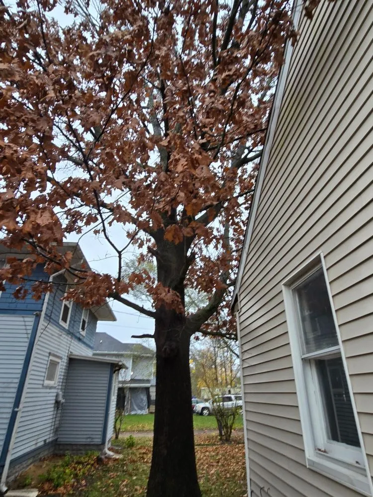 Slide of Spyder Restoration