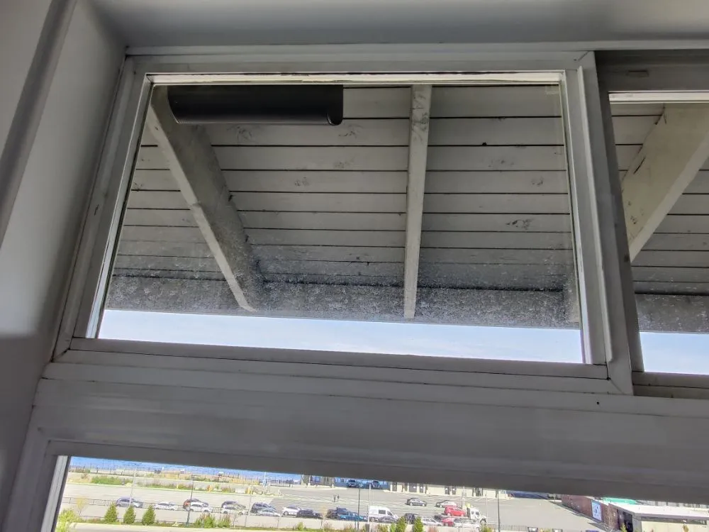 Slide of Squeagy Clean Windows