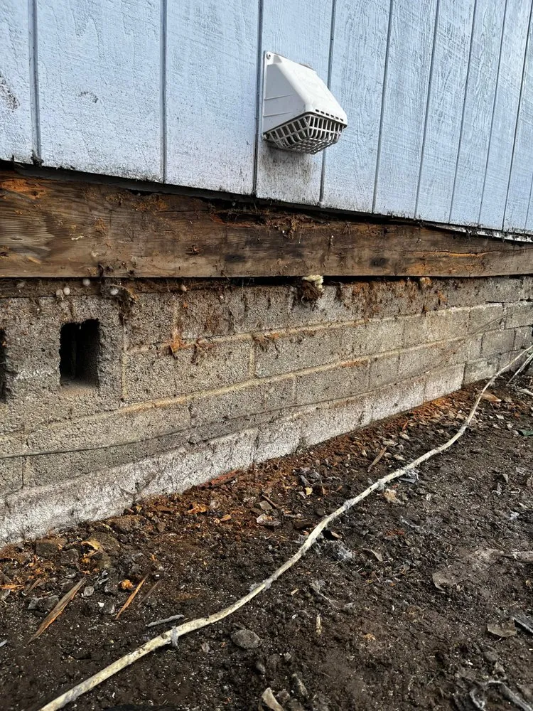 Slide of Squid Construction