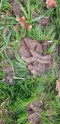 Statewide Roofing Consultants - Raleigh Logo