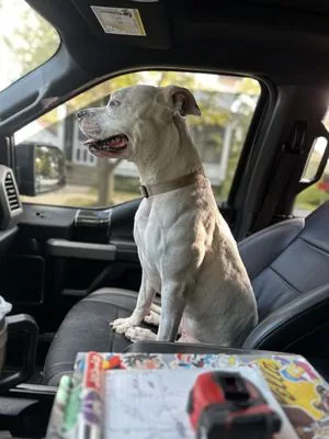 Steele Roofing & Construction Logo