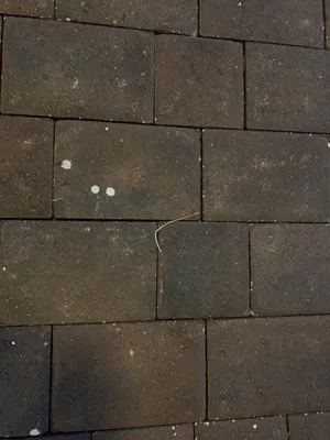 Sterling House Wash Logo