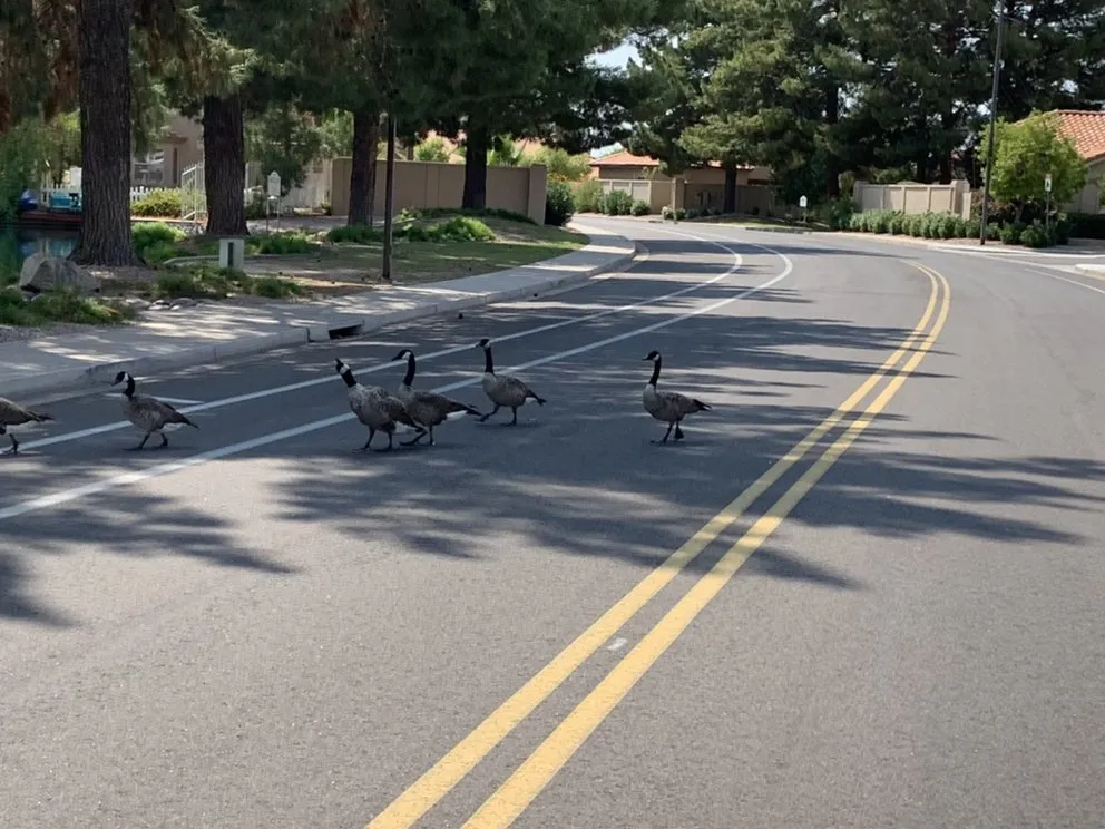 Slide of Structural Technology Custom Homes