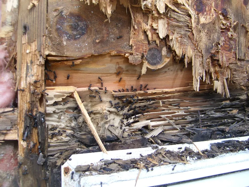 Slide of Superior Exterior Systems