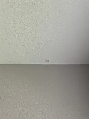 Sylvester Roofing Co Inc Logo