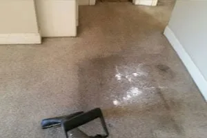 Slide of Teddy Bear Services