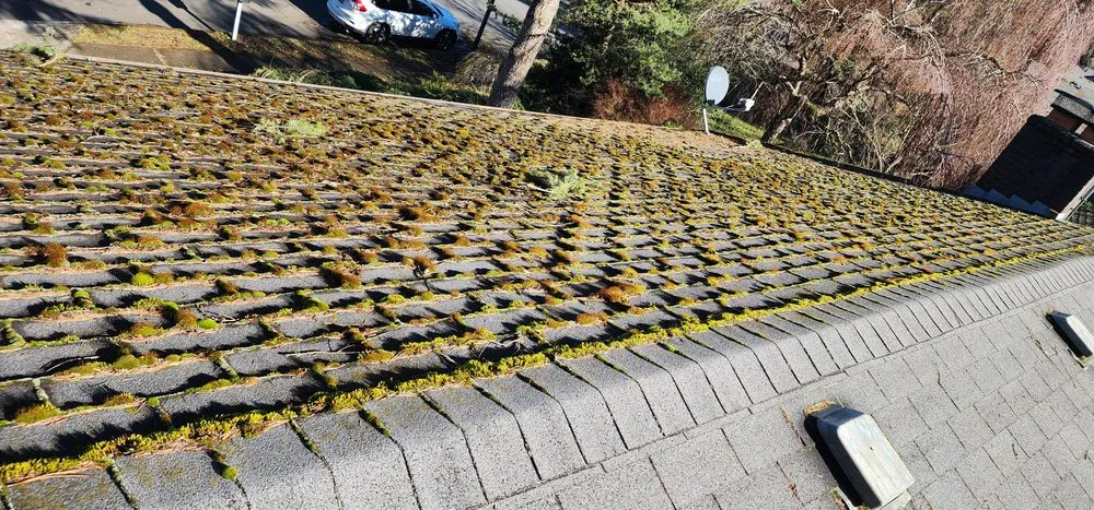 Slide of The Best Yard