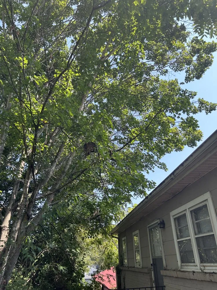 Slide of The Last Chance Gutter Cleaning & Home Maintenance