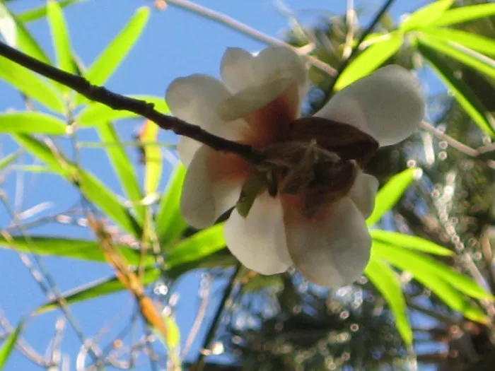 Slide of The Roof Medic