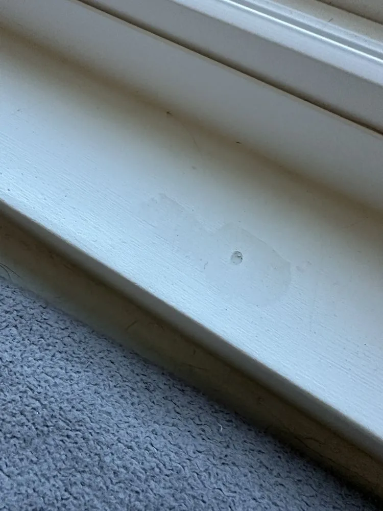 Slide of The Termite Guy