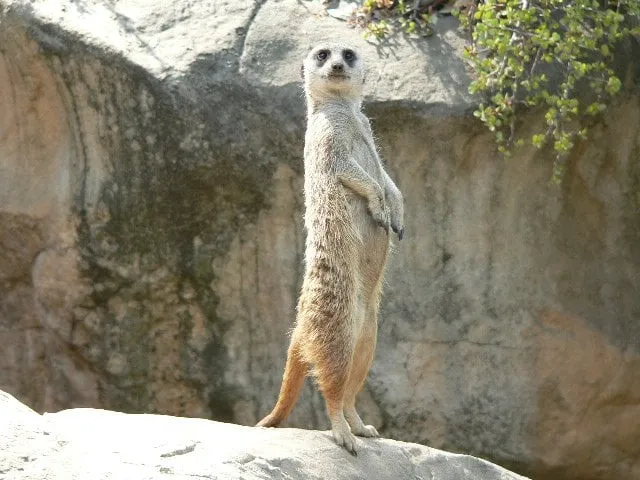 Slide of Thompson Creek Window