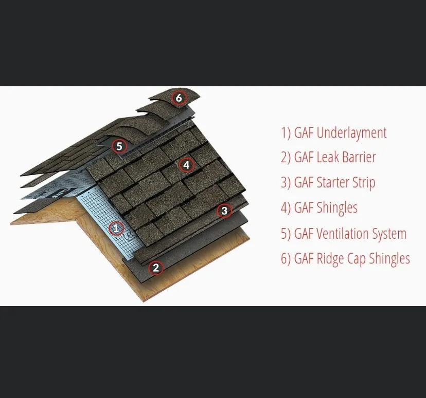 Slide of Thrush & Son of Lebanon