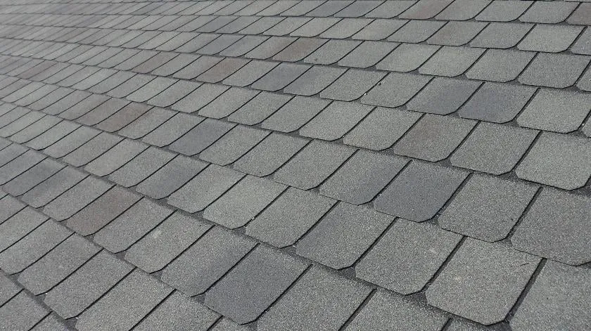 Slide of Thrush & Son