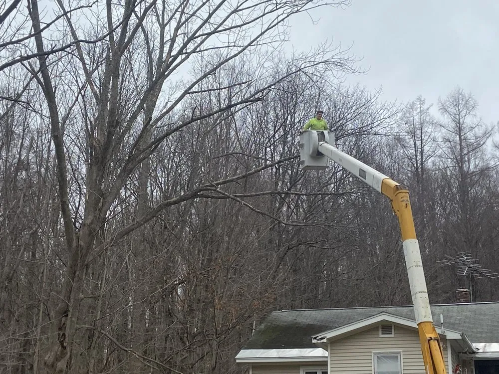 Slide of Timberwolf Tree and contracting