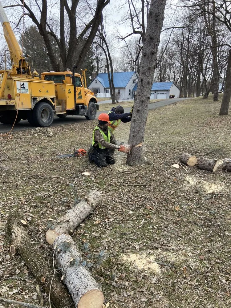 Slide of Timberwolf Tree and contracting