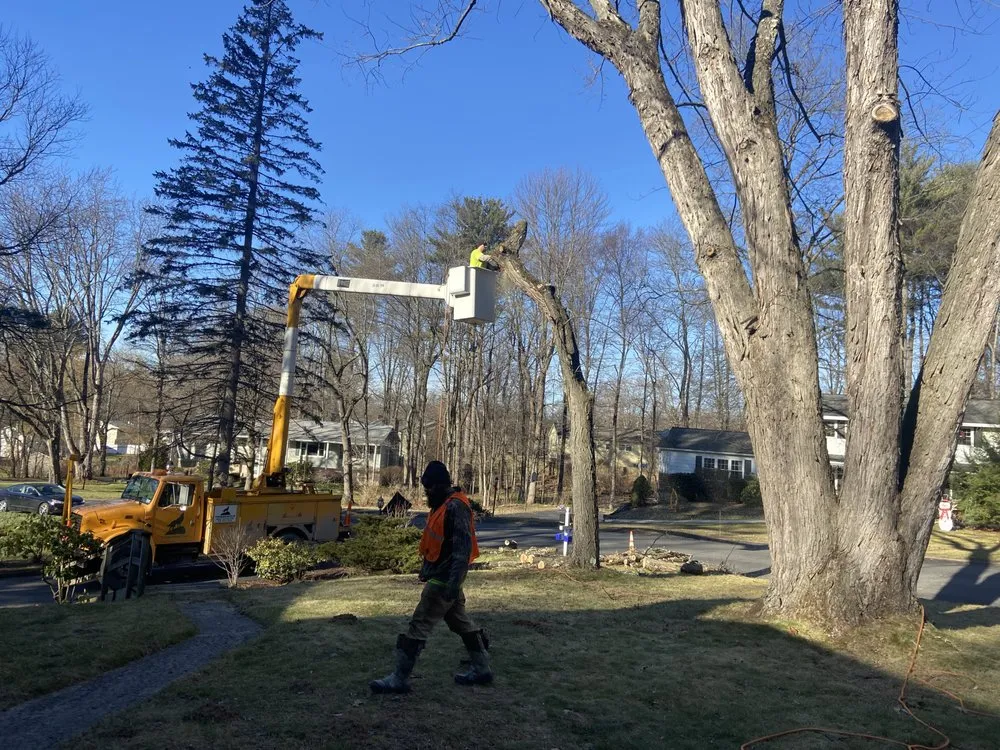 Slide of Timberwolf Tree and contracting