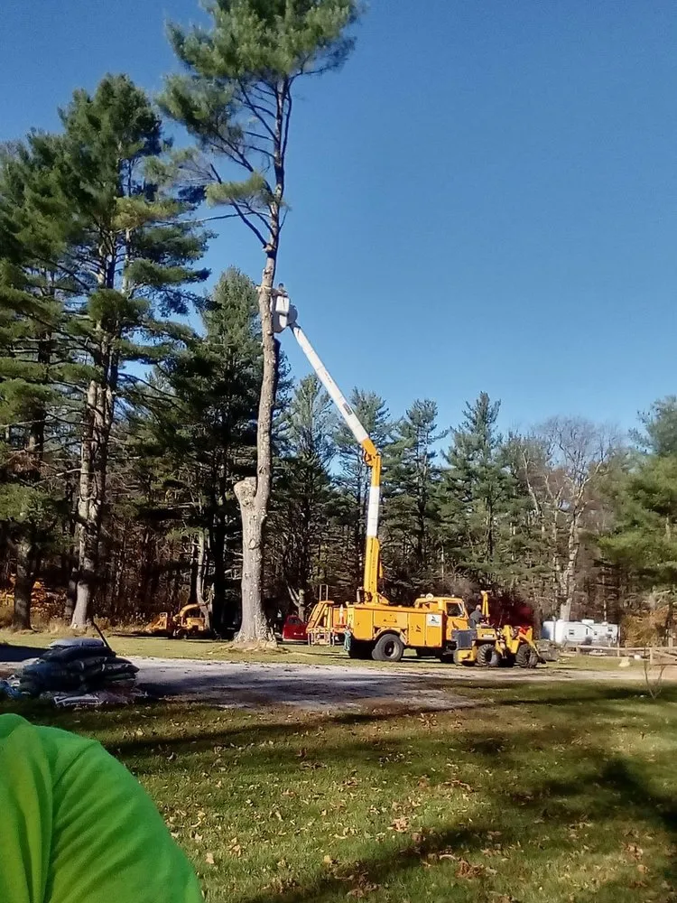 Slide of Timberwolf Tree and contracting