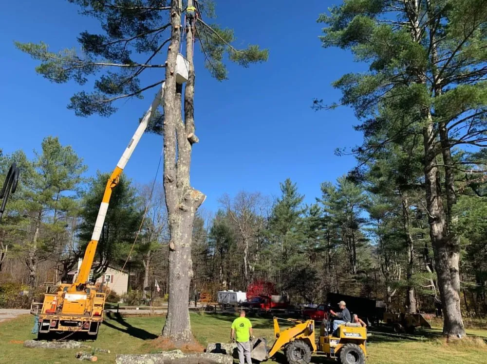 Slide of Timberwolf Tree and contracting