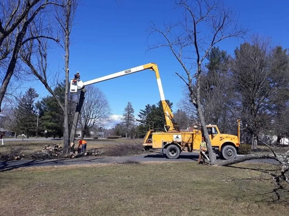 Slide of Timberwolf Tree and contracting