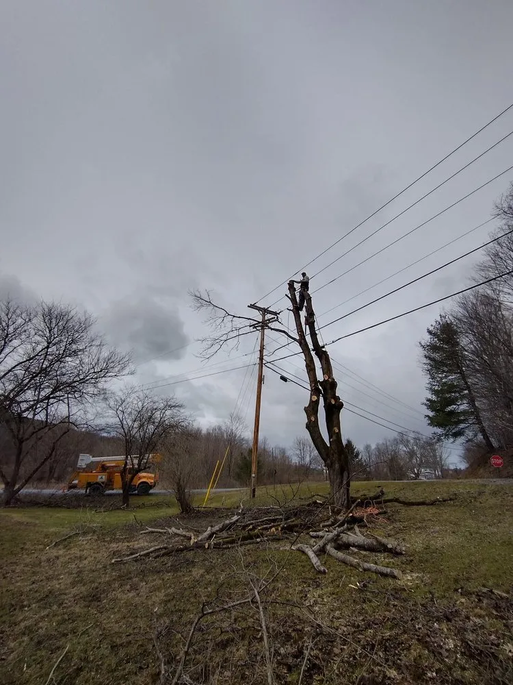 Slide of Timberwolf Tree and contracting