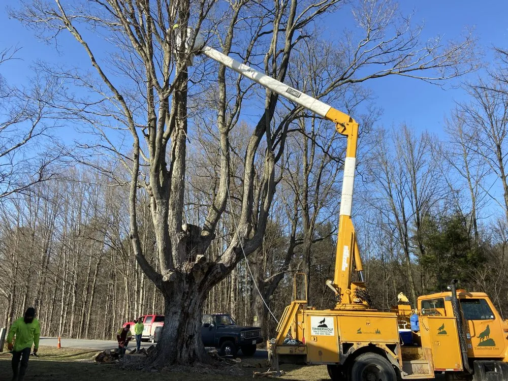 Slide of Timberwolf Tree and contracting