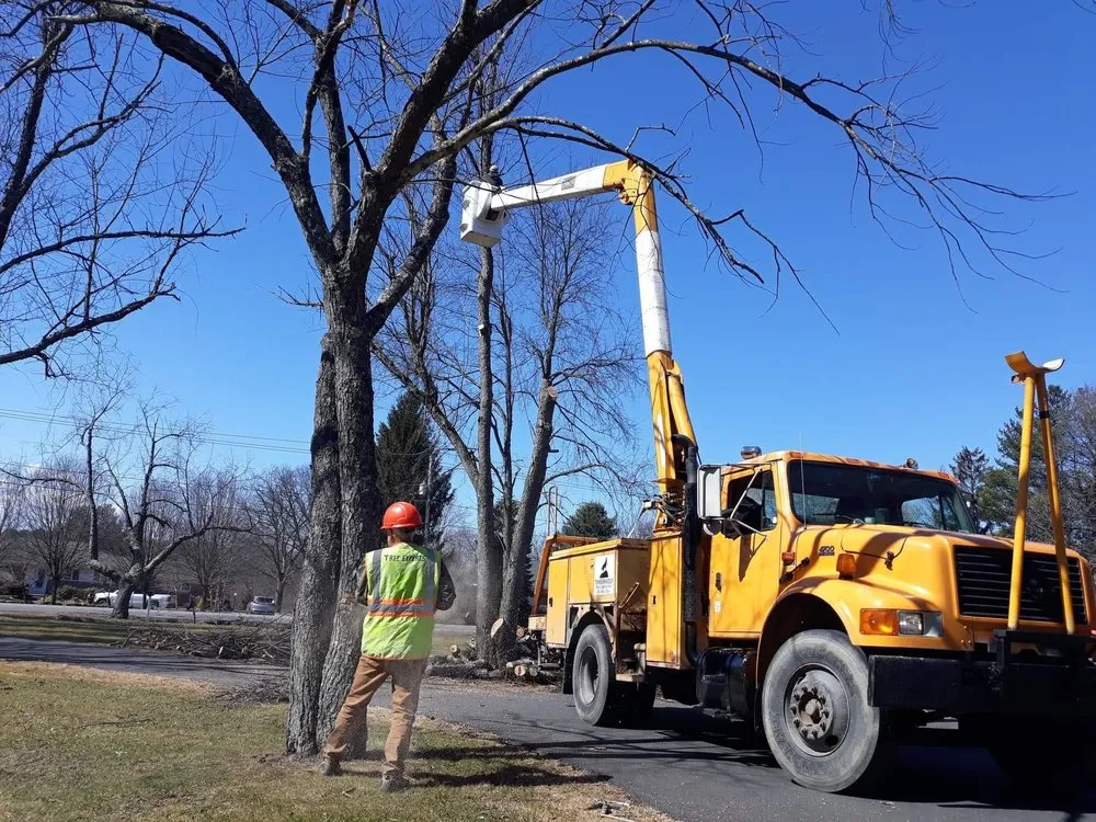 Slide of Timberwolf Tree and contracting