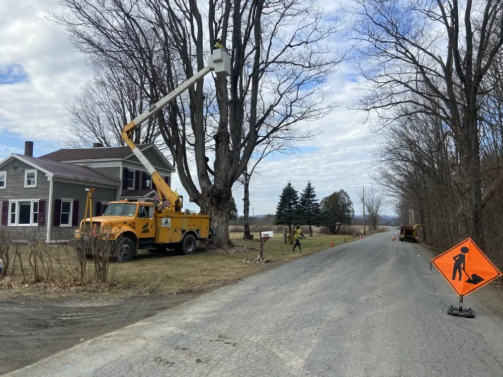 Slide of Timberwolf Tree and contracting