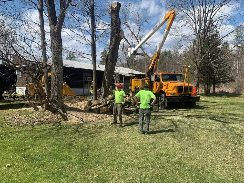 Slide of Timberwolf Tree and contracting