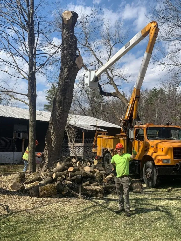 Slide of Timberwolf Tree and contracting