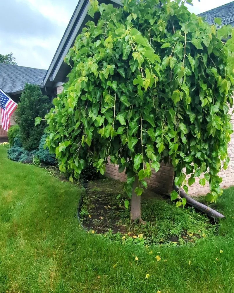 Slide of Titan Lawn Services