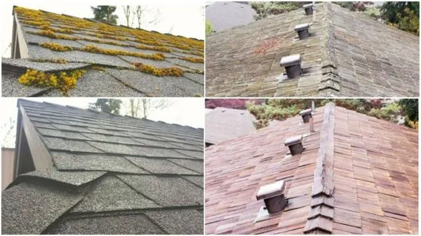 Tobias Exterior Care Logo