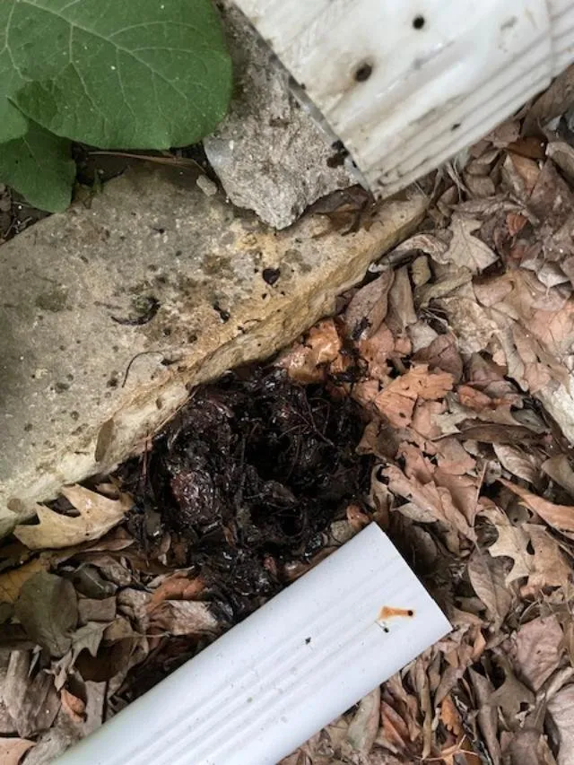 Slide of Tomlinson-Cannon