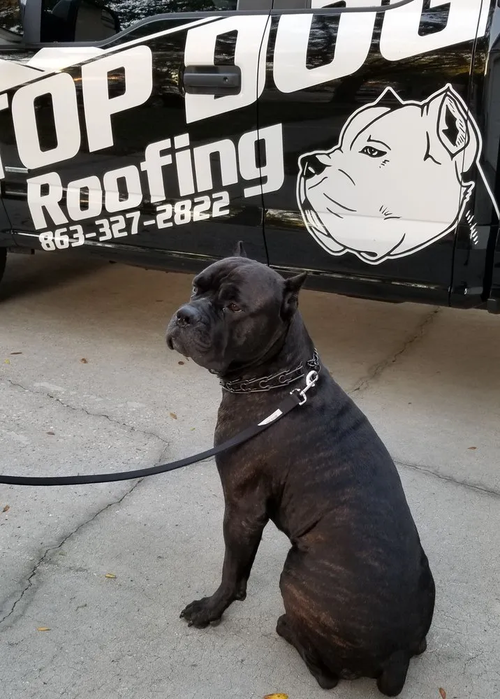 Slide of Top Dog Roofing