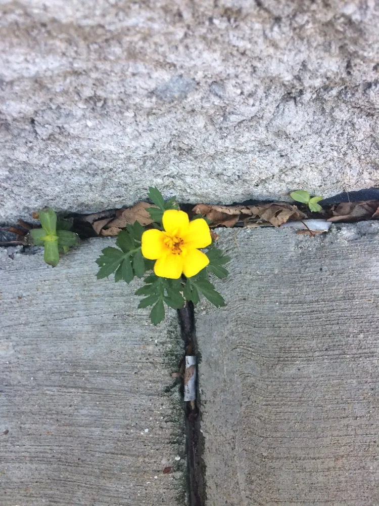 Slide of Top To Bottom Construction Incorporated