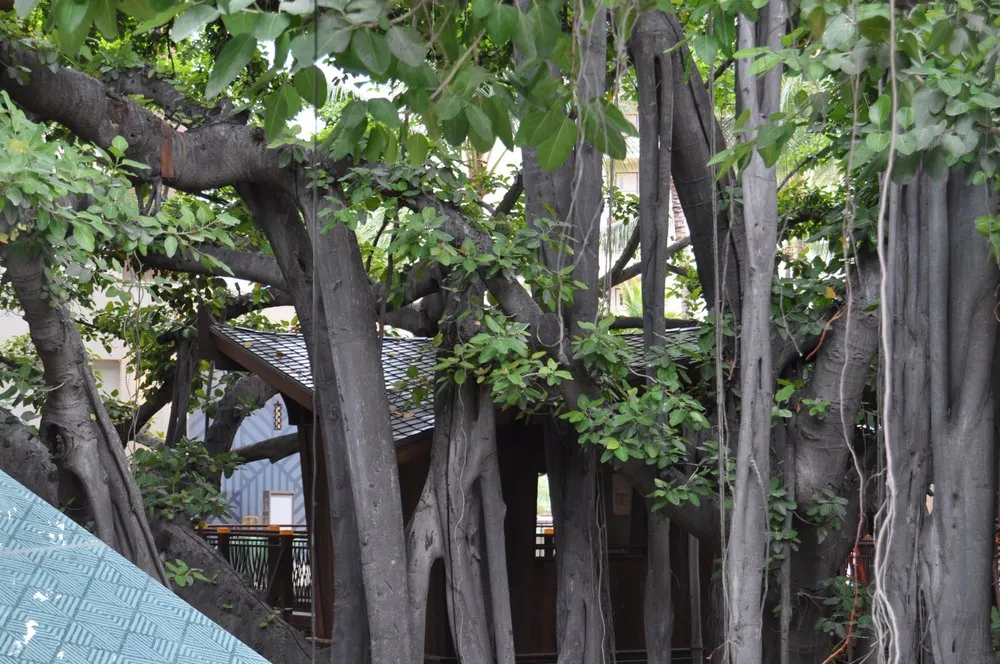 Slide of Traditional Copper